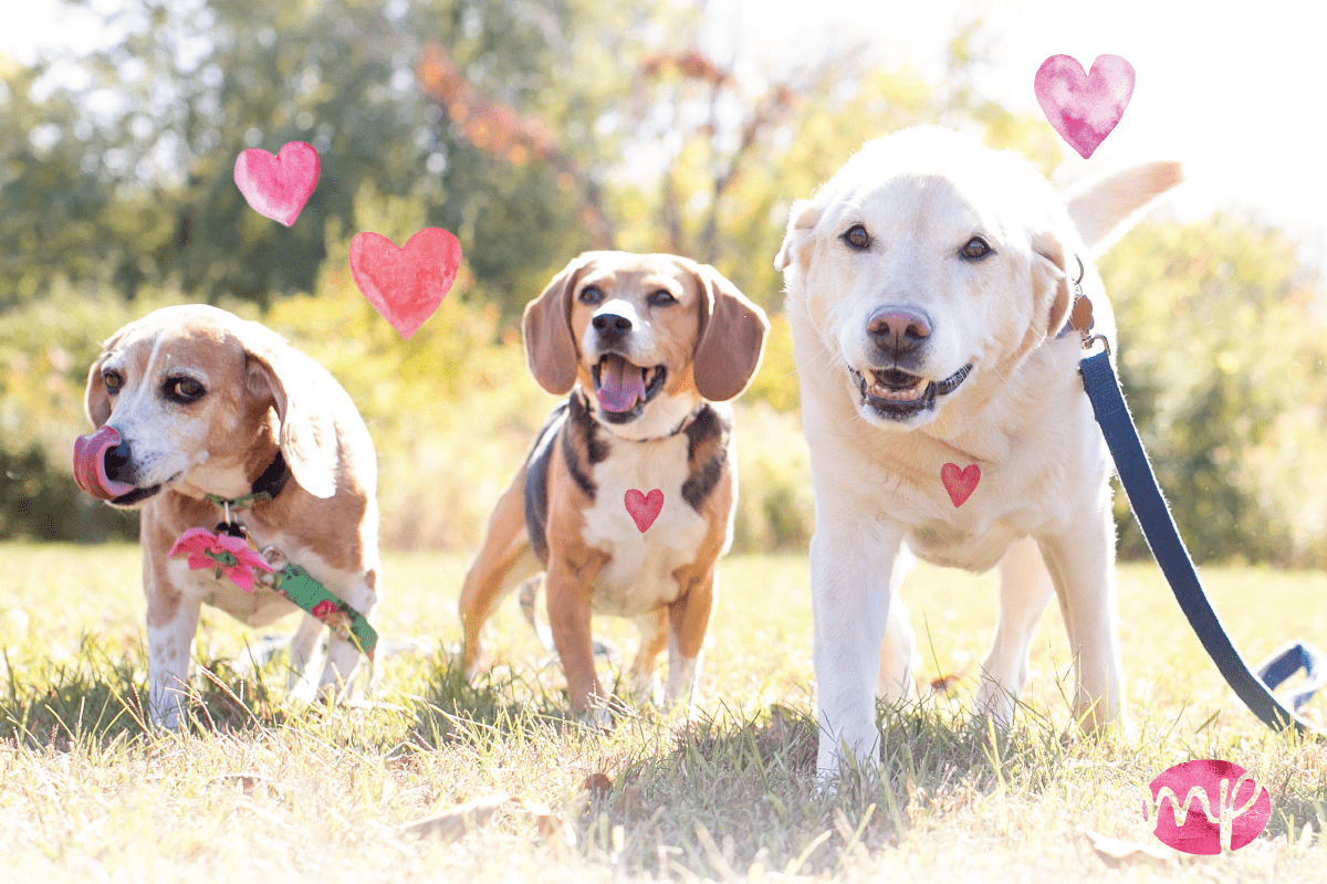 Read more about the article The Case for Canine Valentines