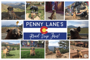 compilation of places Penny Lane the dog visited in Colorado