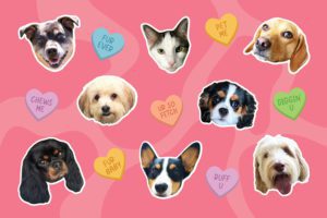 celebrating pets for valentines day