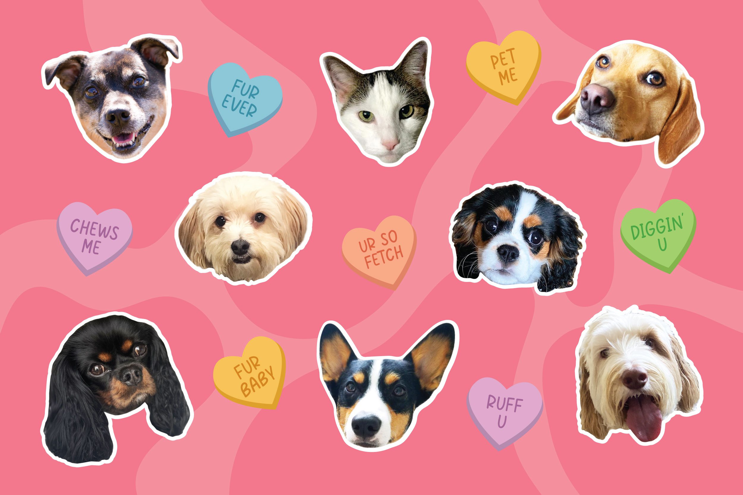 Read more about the article 6 Ways to Celebrate Valentine’s Day with Your Furry “Pal”entine